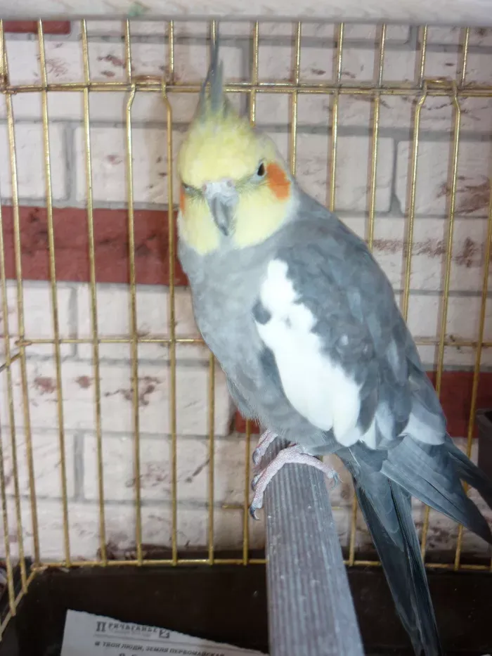 TGC Holding